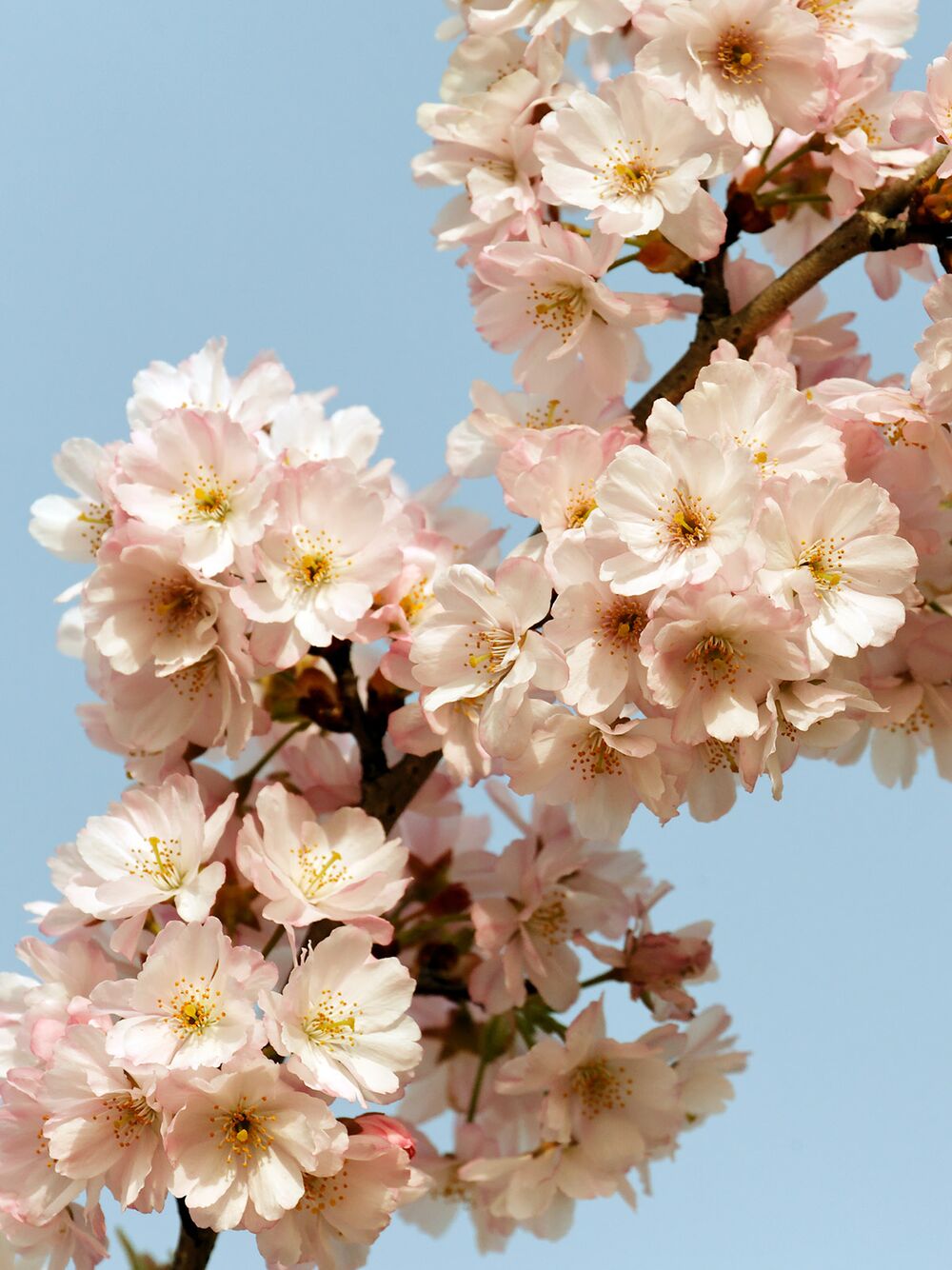 Kirschblüten-Saison im Triotop Köln